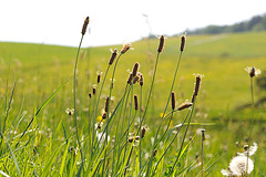 Sommer im Frühling