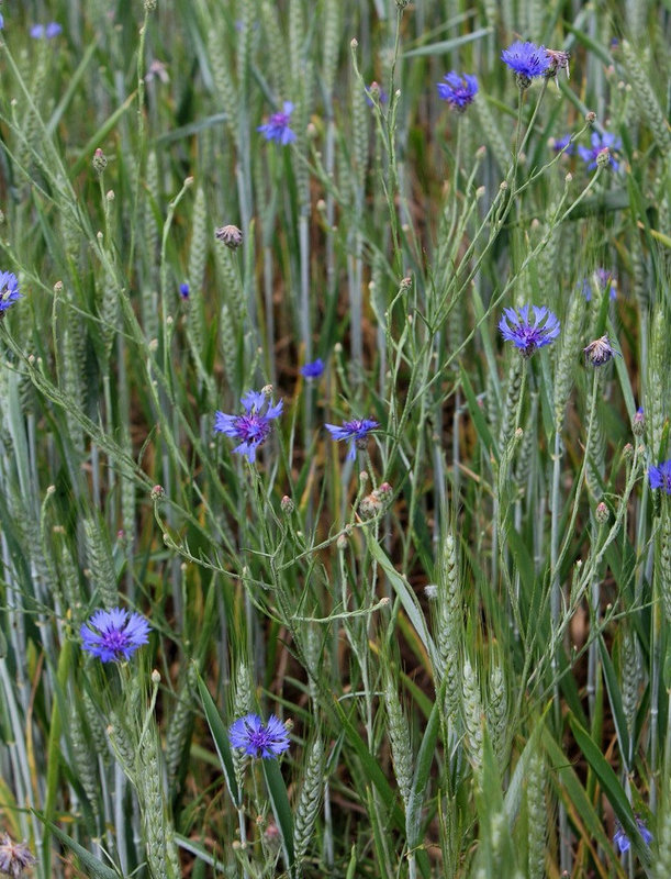 Centaurea cyanus