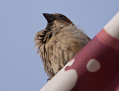 20110301 0059RAw [TR] Haussperling