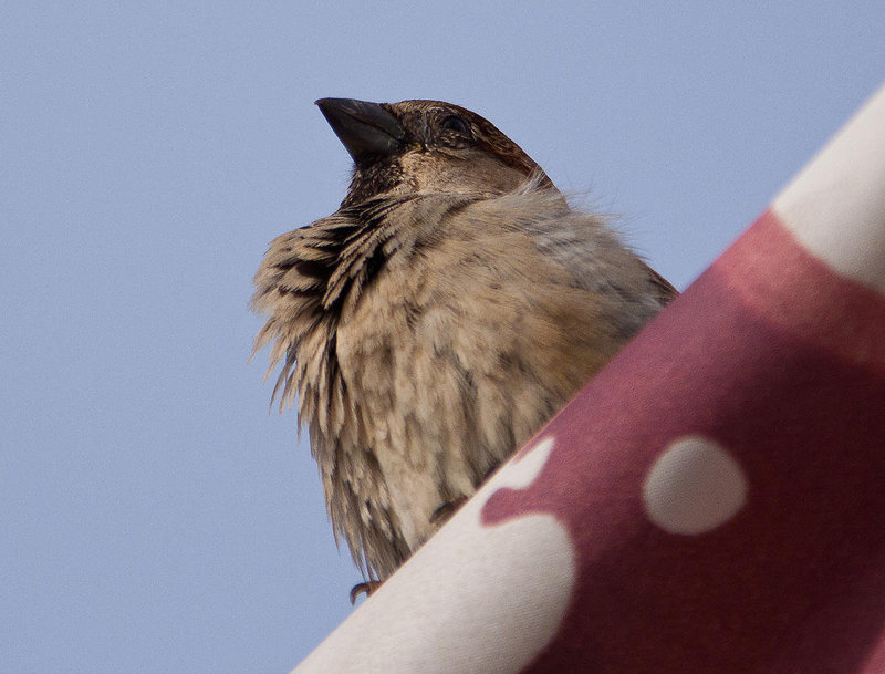 20110301 0059RAw [TR] Haussperling