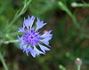 Centaurea cyanus (4)