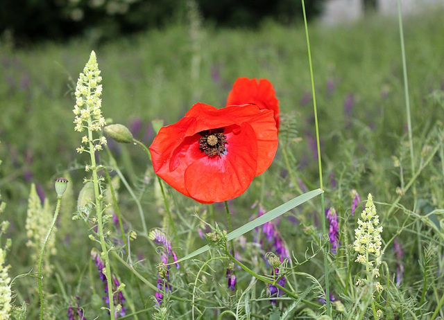 Papaver rhoeas