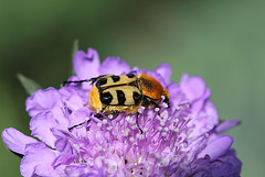 Trichius zonatus