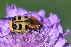 Trichius zonatus