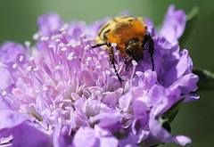 Trichius zonatus