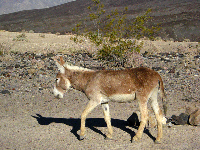 Burro (1839)