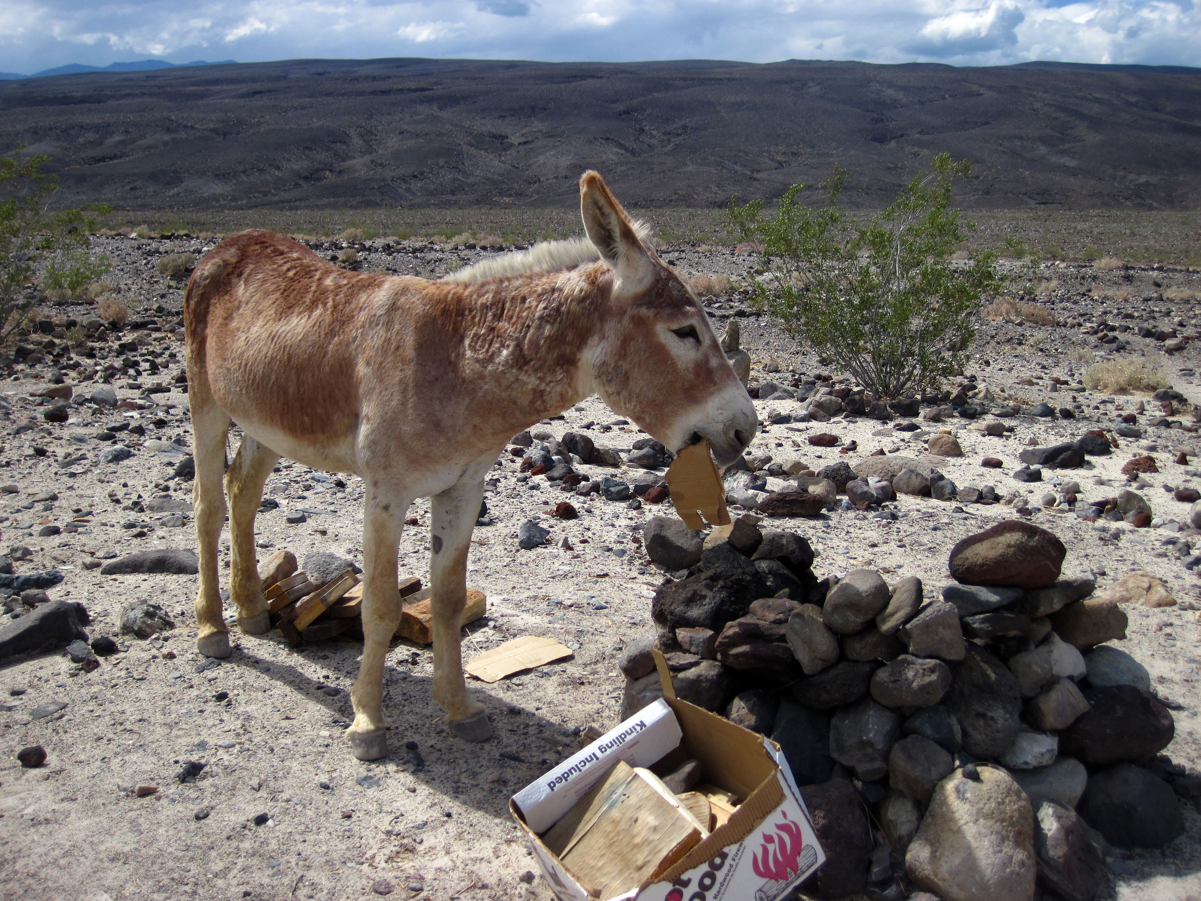 Burro Eating Cardboard (1499)