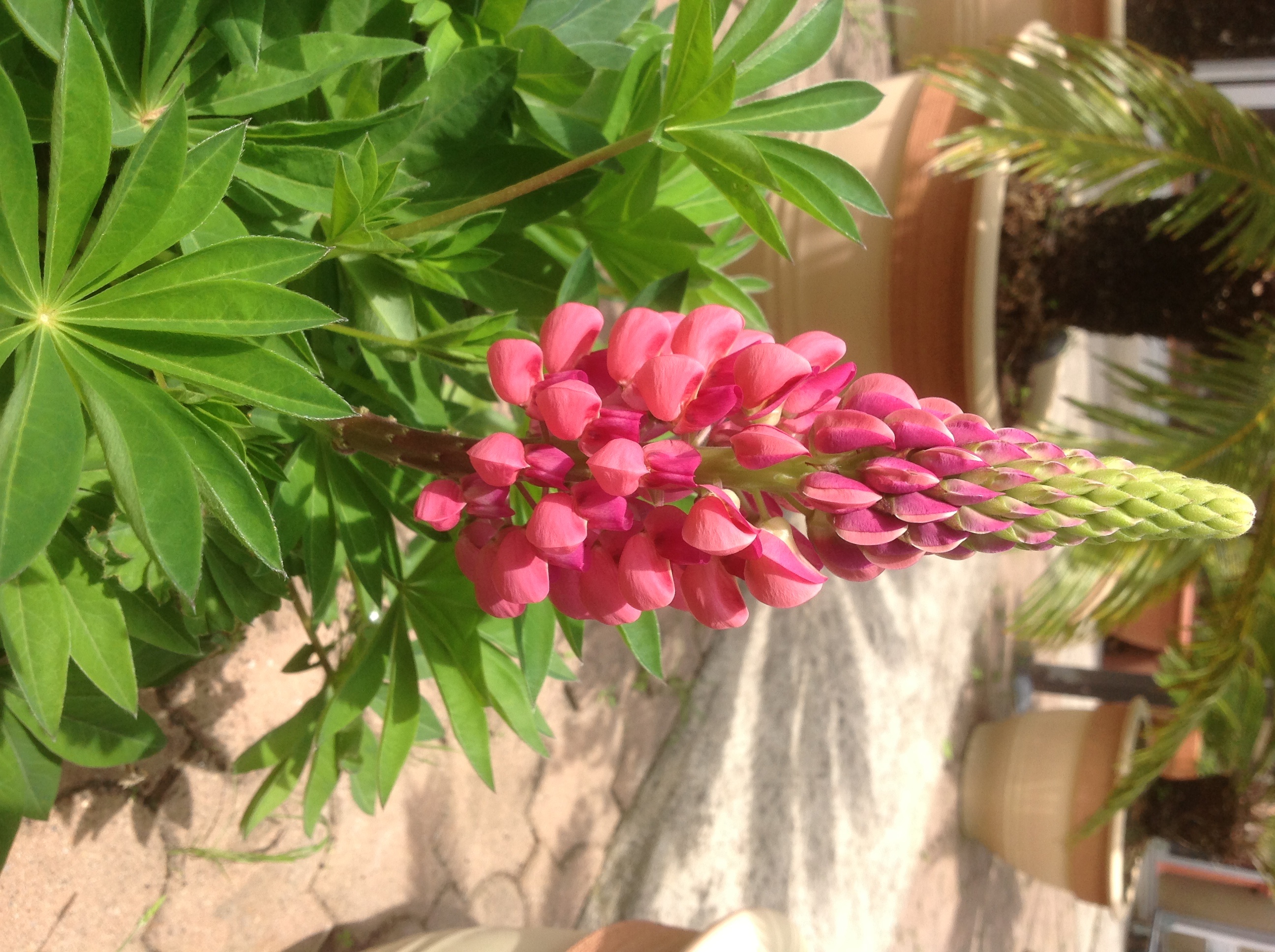 Première floraison en trois ans ......