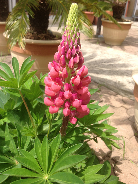 Première floraison en trois ans ......