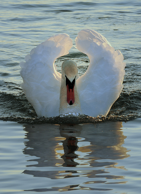 Cygne