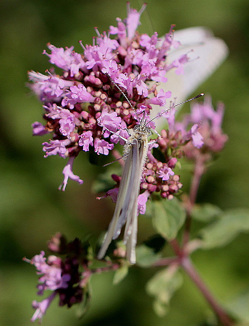 20100719 6762Mw [D~LIP] Kleiner Kohlweißling, Bad Salzuflen