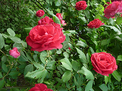 Rosiers à Limoux