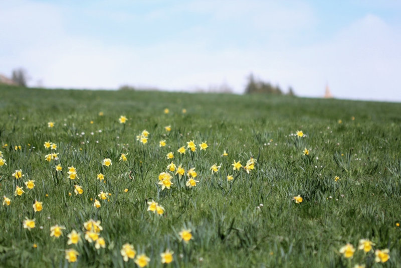 Champs de Jonquilles