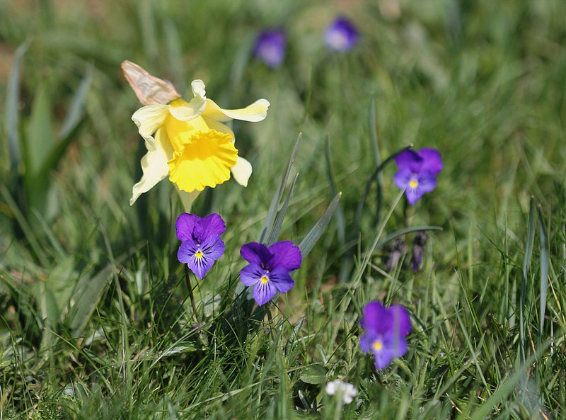 Viola lutea -pensée des Vosges
