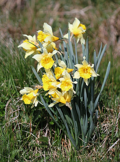 Jonquille- Narcissus nobilis