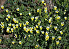 Viola tricolor subsp saxatilis (= subalpina )