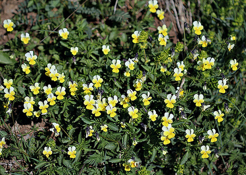 Viola tricolor subsp saxatilis (= subalpina )