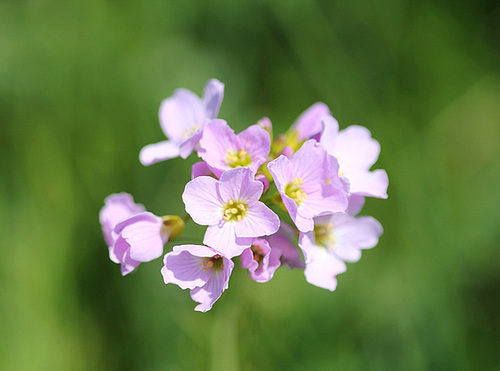 Cardamine des prés