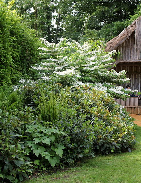 Viburnum plicatum (3)