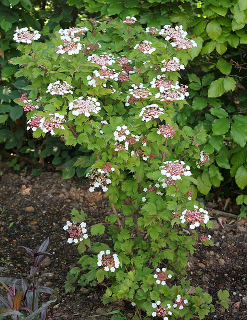 Viburnum opulus