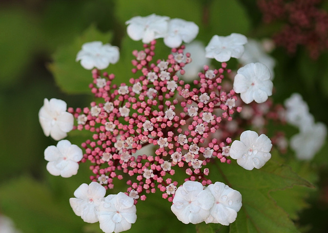 Viburnum opulus (2)