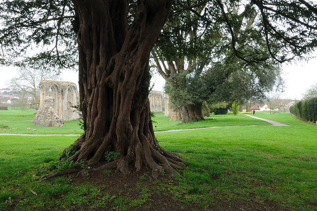 Glastonbury Abbey