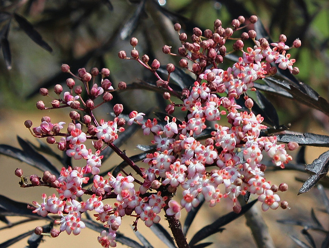 Sambucus nigra purpurea laciniata