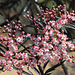 Sambucus nigra purpurea laciniata