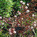 Physocarpus opulifolius