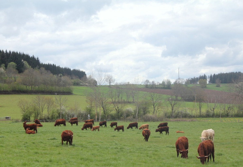 Salers au pré