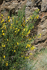 Cytisus scoparius= Sarothamnus scoparius