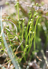 Asplenium septentrionale