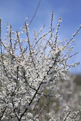 Prunellier- Prunus spinosa