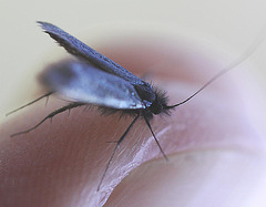 20110502 1772Mw [D~LIP] Langhornmotte (Adela reaumurella), Bad Salzuflen