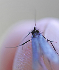 20110502 1767Mw [D~LIP] Langhornmotte (Adela reaumurella), Bad Salzuflen