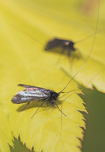 20110502 1763Mw [D~LIP] Langhornmotte (Adela reaumurella), Bad Salzuflen