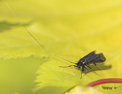 20110502 1760Mw [D~LIP] Langhornmotte (Adela reaumurella), Bad Salzuflen