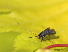 20110502 1759Mw [D~LIP] Langhornmotte (Adela reaumurella), Bad Salzuflen