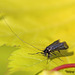 20110502 1759Mw [D~LIP] Langhornmotte (Adela reaumurella), Bad Salzuflen