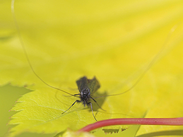 20110502 1757Mw [D~LIP] Langhornmotte (Adela reaumurella), Bad Salzuflen