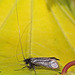 20110502 1754Mw [D~LIP] Langhornmotte (Adela reaumurella), Bad Salzuflen