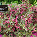 Weigelia florida Monet (2)