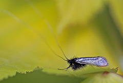 20110502 1753Mw [D~LIP] Langhornmotte (Adela reaumurella), Bad Salzuflen