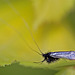 20110502 1753Mw [D~LIP] Langhornmotte (Adela reaumurella), Bad Salzuflen