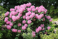 Rhodo rose (2)