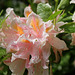 Rhodo rose