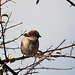 20110228 0031RAfw Antalya Vogel