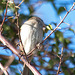 20110228 0030RAfw Antalya Vogel