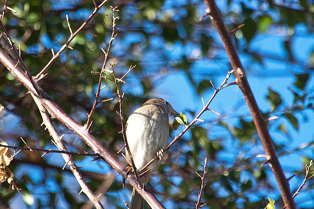 20110228 0029RAfw Antalya Vogel