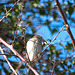 20110228 0029RAfw Antalya Vogel